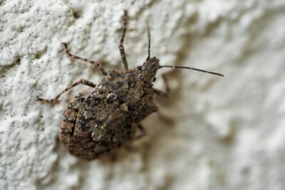 Agile Pest Control