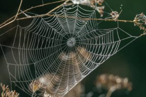 Modern Pest Solutions