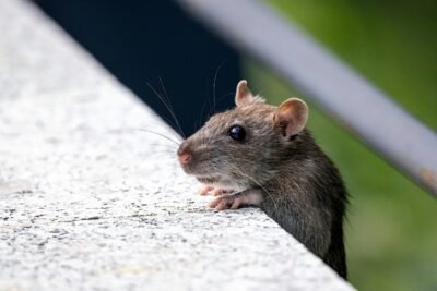 Modern Pest Solutions